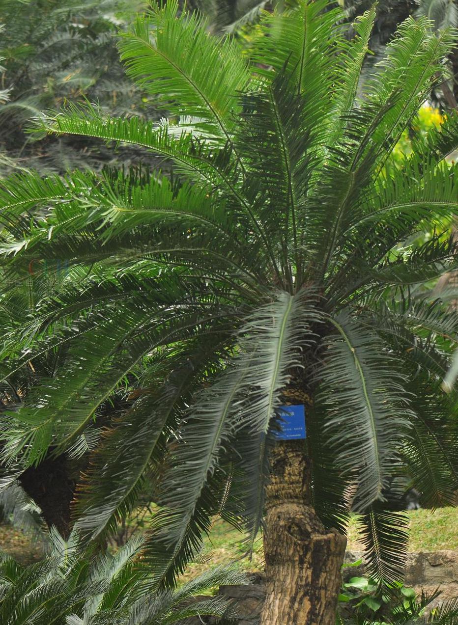 苏铁树(苏铁树叶子发黄)