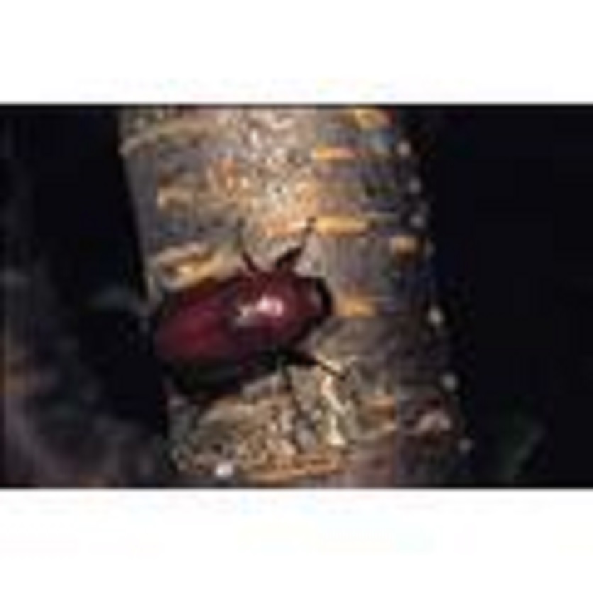 中华褐栗金龟属于 a target="_blank" href="/item/金龟子科/2874323"