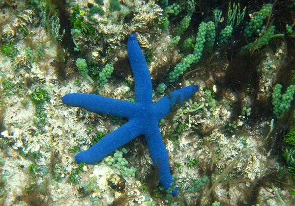 蓝海星