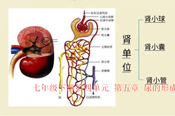 七年级下册第四单元第五章尿的形成