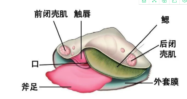 除了田螺姑娘 河蚌姑娘你听说过吗 百科ta说