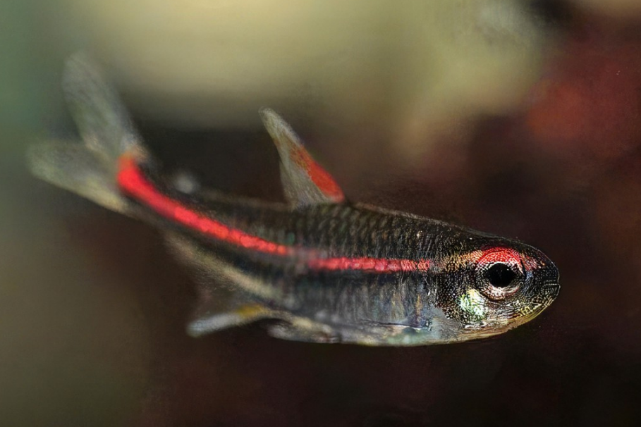  p>名字  一线长红灯 /p> p>别名 红灯管 /p> p>地理分布 苏门答腊