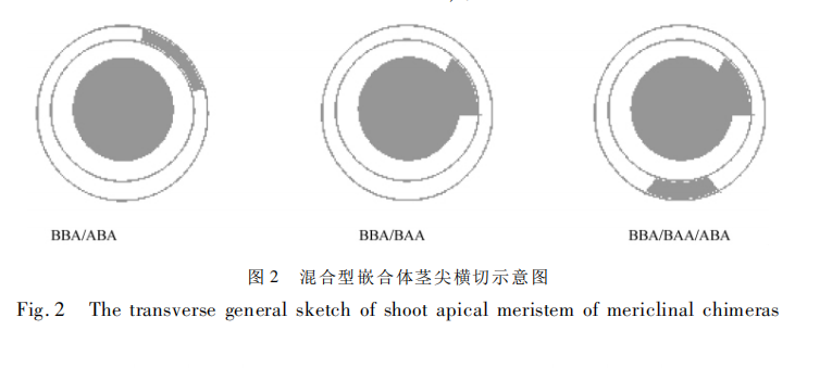 嵌合体_百度百科