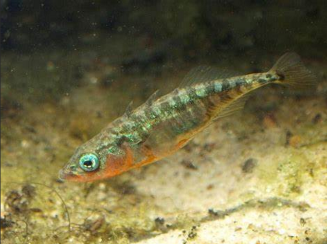  p>三刺鱼(学名: i>gasterosteus aculeatus /i>)是刺鱼科,刺鱼属的一