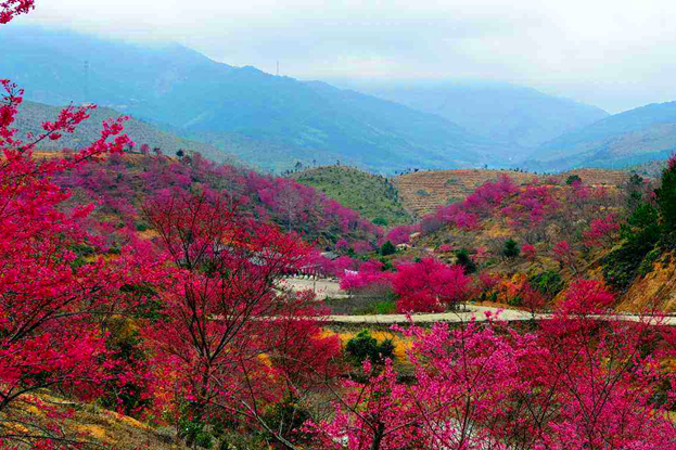 a>新丰县黄礤镇杰荣樱花峪,总面积800多亩,樱花谷已成为广东规模最大