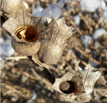 天仙子（茄科天仙子属植物）_百度百科