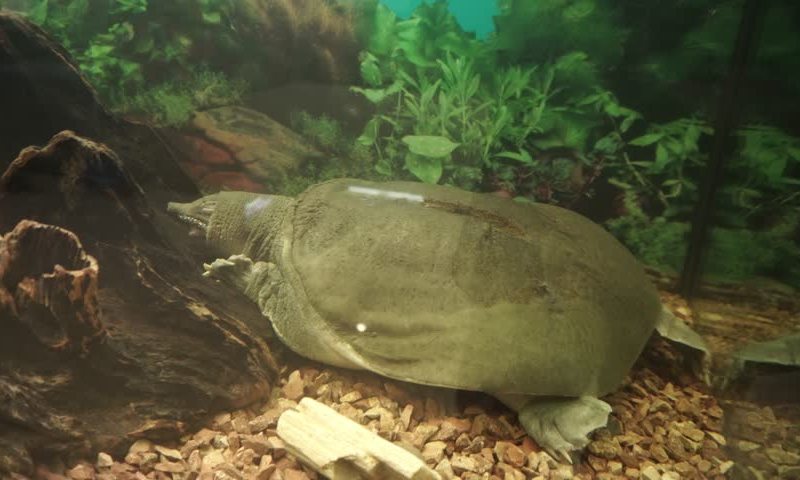 鳖（龟鳖目鳖科动物）_百度百科