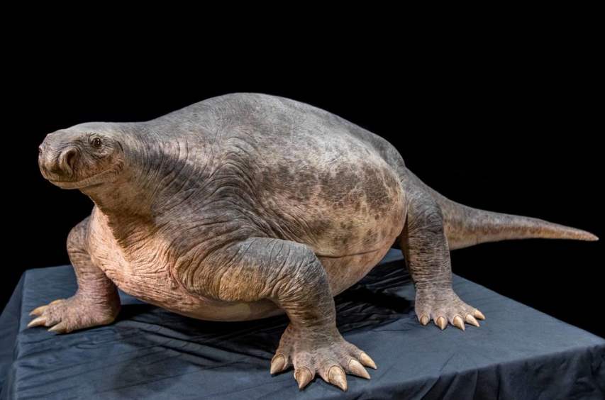  p data-id="go0oq9r3sj">杯鼻龙,是一种大型