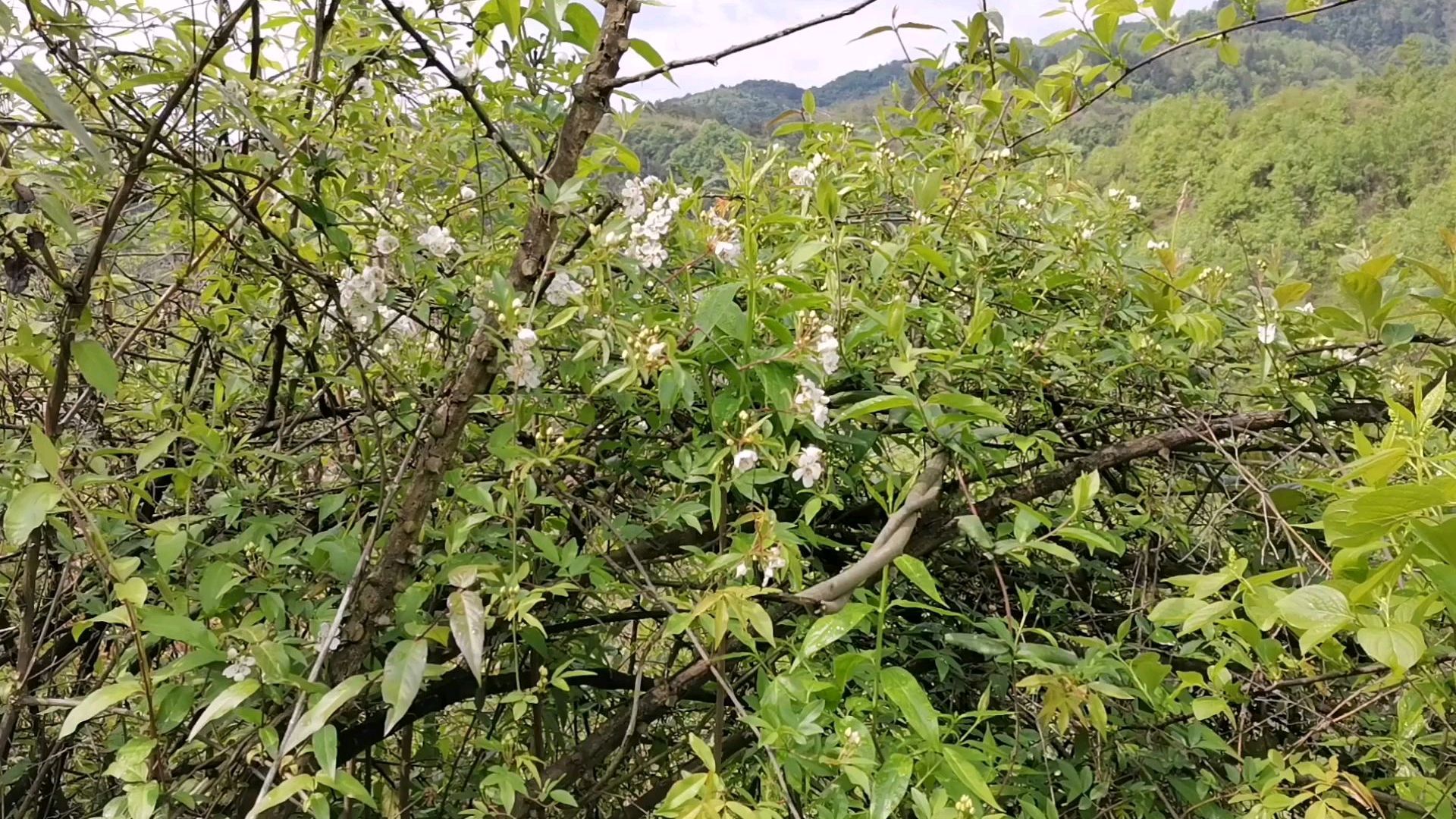 山上的刺藤还有这般用处啊，农村的小伙伴别再砍烧火了_科星球_百度百科