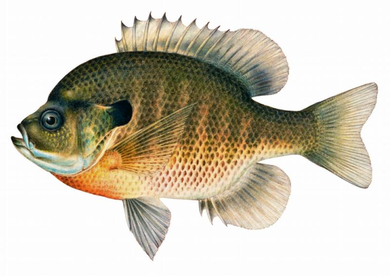  p>蓝鳃太阳鱼(学名: i>lepomis macrochirus /i>)是太阳鱼科,太阳鱼