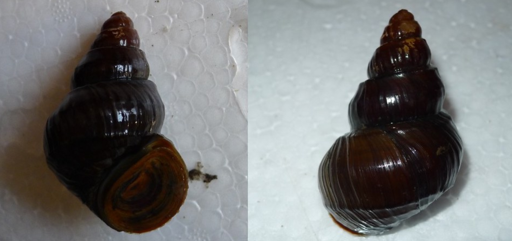  p>方氏螺蛳(学名: i>margarya franchet /i>i):是田螺科,螺蛳属动物.