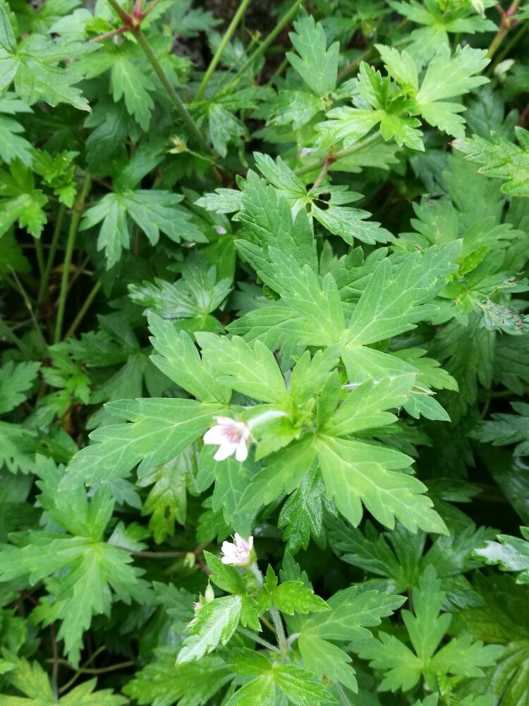  p data-id="gnbleur2yv">鼠掌老鹳草( i>geranium sibiricum /i> l.