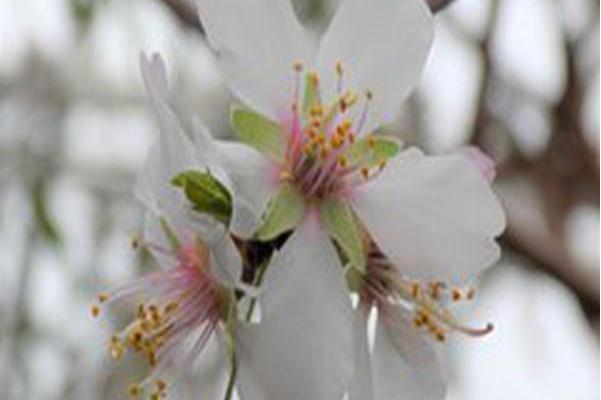 prunus dulcis