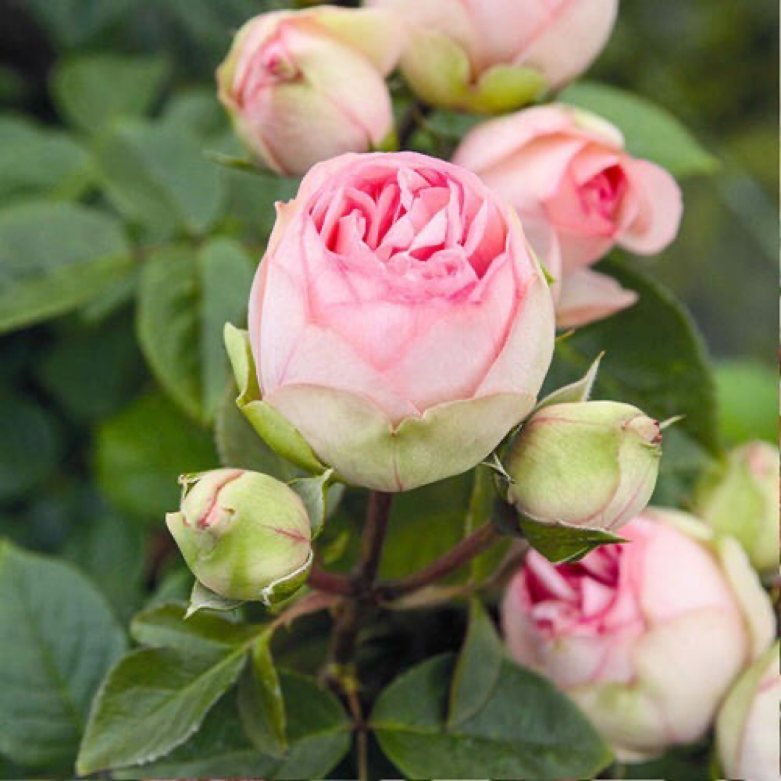  p data-id="gnwhm04hdr">蔷薇属月季栽培品种.