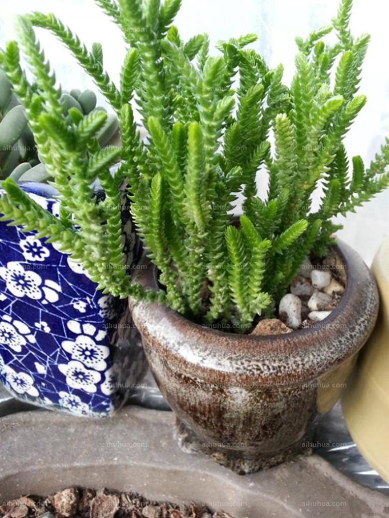 是景天科,青锁龙属植物.