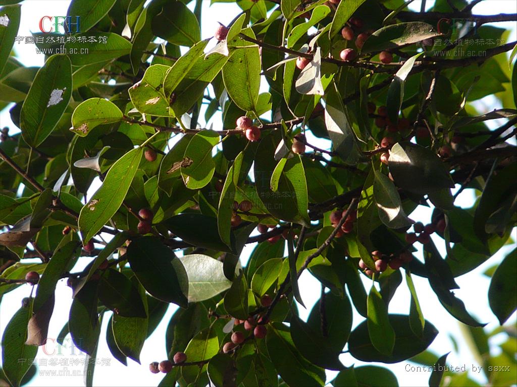 ficus microcarpa linn. f.