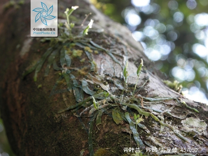  p>带叶兰(学名: i>taeniophyllum glandulosum /i>  bl.