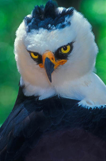  p>角雕(学名: i>harpia harpyja /i>),又名 