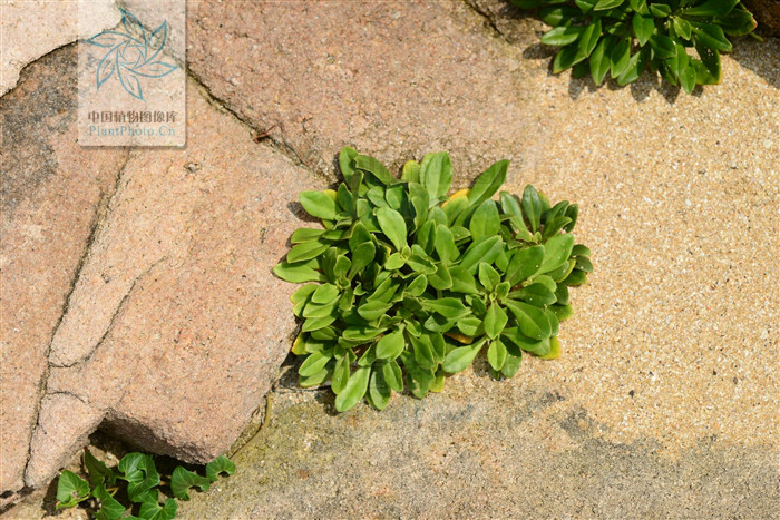  p>滨海珍珠菜(lysimachia mauritiana lam. encycl. meth.