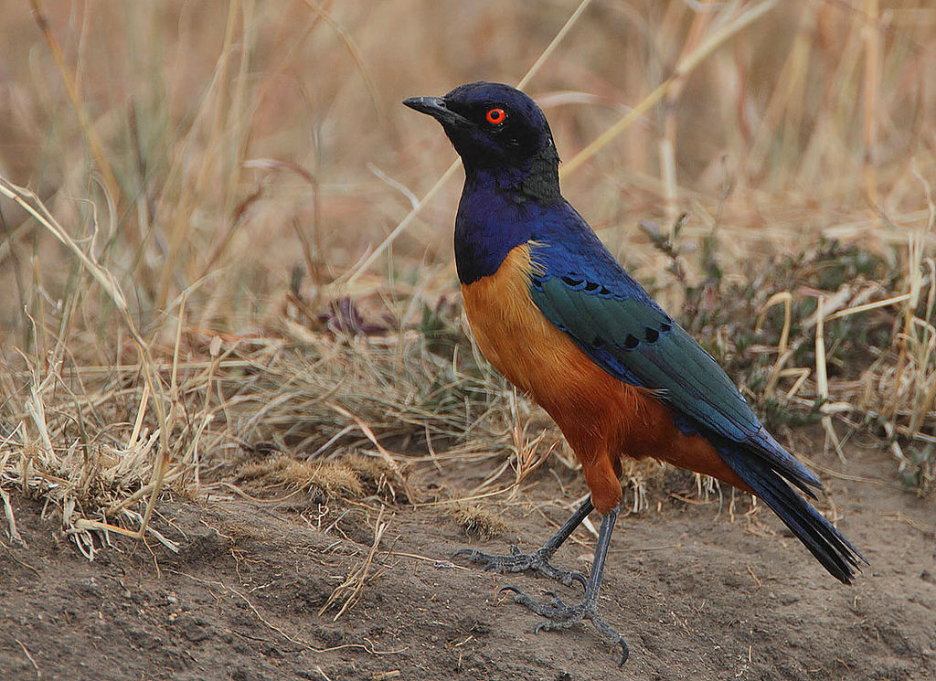  p>希氏丽椋鸟(学名:lamprotornis hildebrandti)是一种椋鸟科鸟类.
