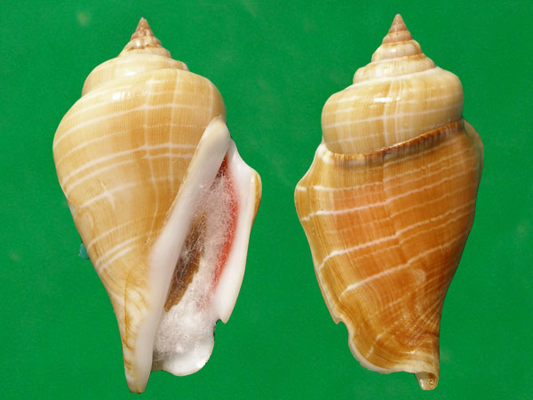  p>驼背凤凰螺(学名: i>gibberulus gibberulus gibbosus /i>):成贝长