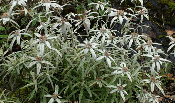 leontopodium sinense