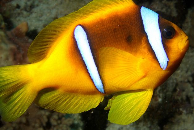  p>红海双带小丑(学名:amphiprion bicinctus)体呈近于圆形,侧扁;口前