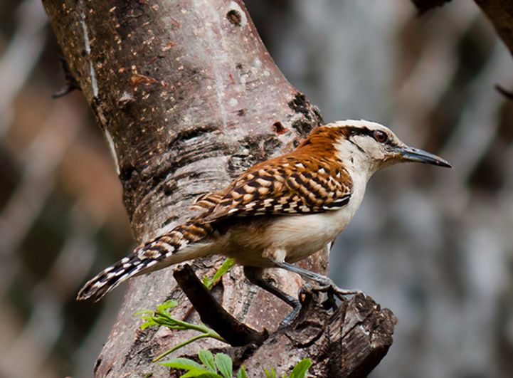 棕颈曲嘴鹪鹩指名亚种