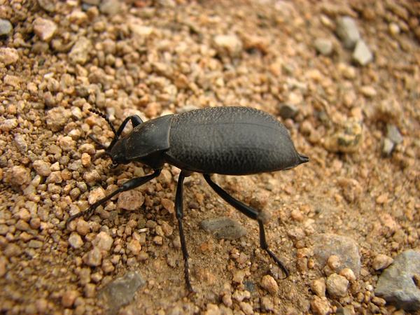  p>鞘翅目(coleoptera)拟步甲科(tenebrionidae) a target="_blank"