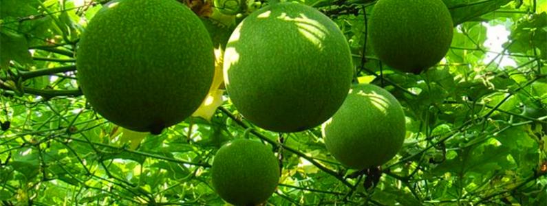 data-lemmaid="6578549">长清区 /a>特产,全国农产品地理标志