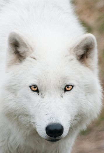 north american arctic wolf