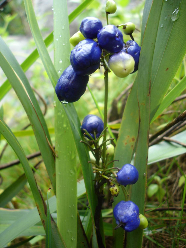  p>山菅,学名: i>dianella ensifolia (l.) dc.