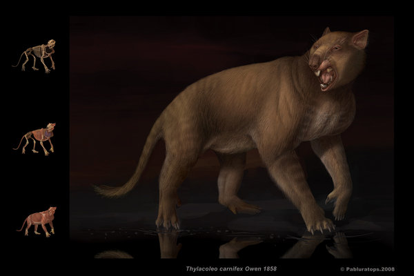  p>袋狮(学名: i>thylacoleo /i>)是一种生活在澳大利亚的 a href="#"