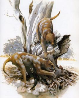  p>袋狮(学名: i>thylacoleo /i>)是一种生活在澳大利亚的 a href="#"