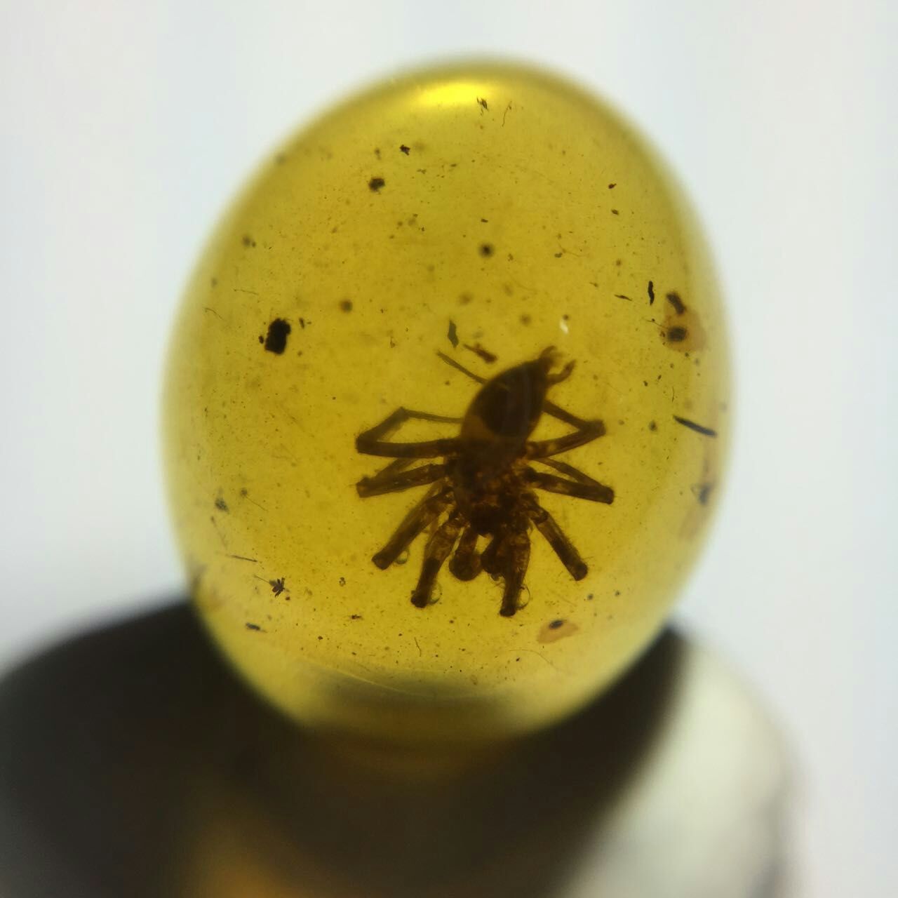 虫珀
