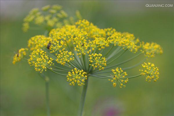  p>莳萝(学名:anethum graveolens l.)是伞形科莳萝属植物.