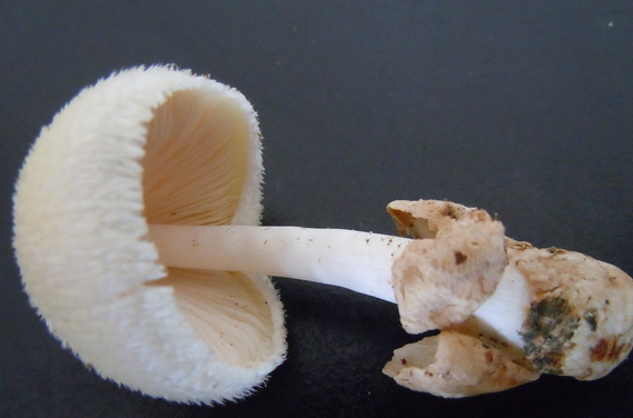  p>银丝草菇是伞菌目,光柄菇科,草菇属真菌.子实体中等至较大.