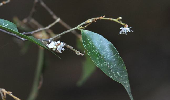  p>光叶山矾(学名:symplocos lancifolia sieb. et zucc.