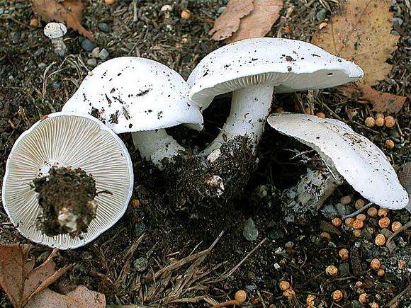 calocybe leucocephala (fr.) sing.