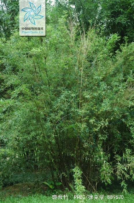  p> a href="#">斑苦竹 i>plieioblaslus maculatus /i> /a>,秆高3-4m