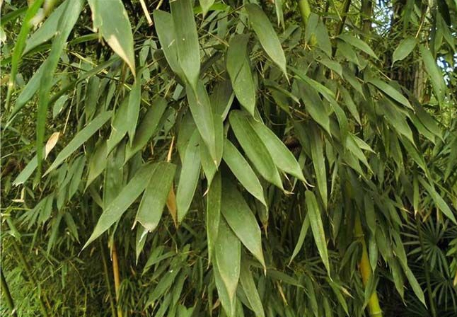  p>黄槽竹(学名: i>phyllostachys aureosulcata /i> mcclure)是禾本