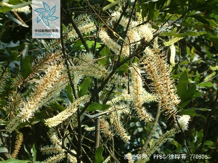  p> b> a target="_blank" href="/item/澳洲坚果">澳洲坚果 /a> /b>