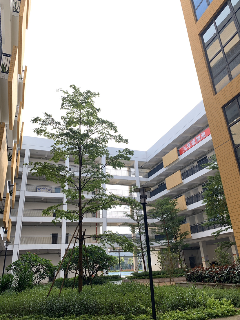 深圳市龙华区实验学校