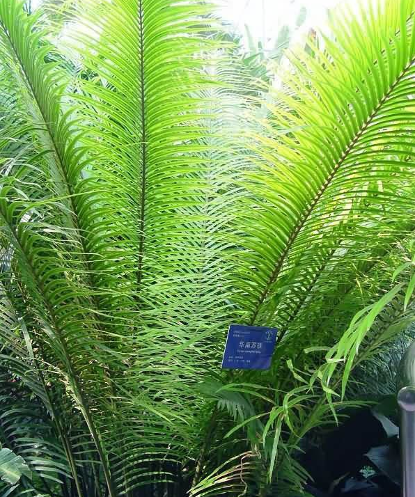  p>华南苏铁(学名: i>cycas rumphii  /i> miq)苏铁科植物.