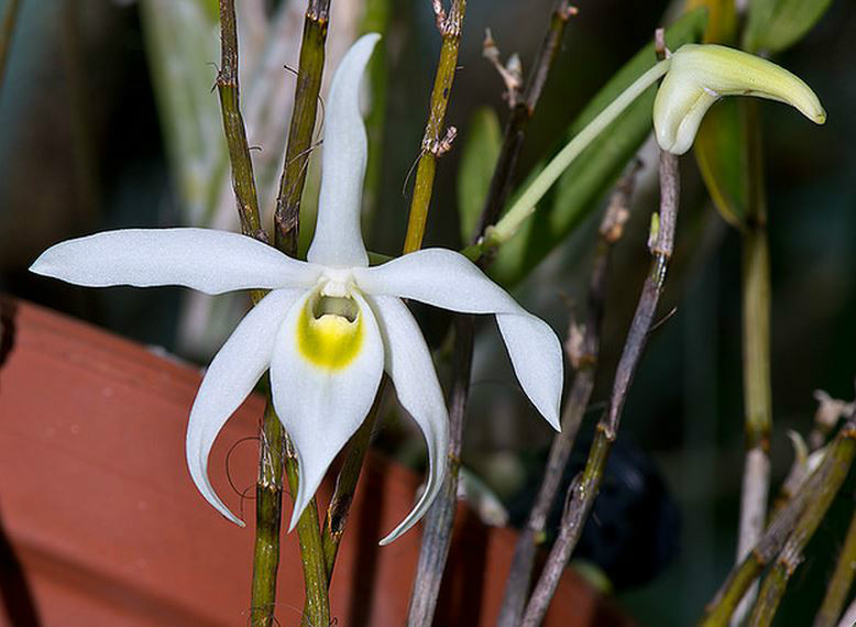  p>广东石斛(学名: i>dendrobium wilsonii   /i>rolfe ): a target="