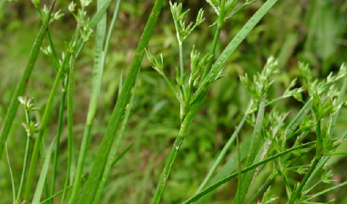  p>扁茎灯心草为 a href="#" data-lemmaid="14075437">扁茎组 /a>