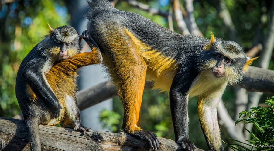">狄安娜长尾猴(学名: i>cercopithecus diana /i>):是一种树栖长毛猴