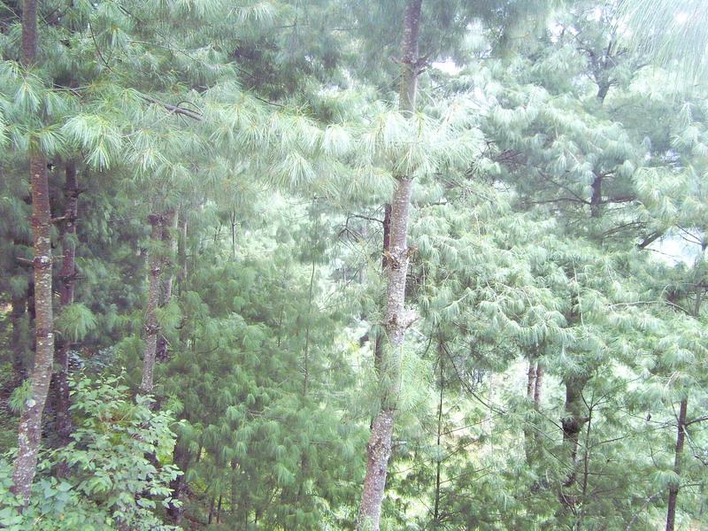  p>针叶林是以针叶树为建群种所组成的各类森林的总称.