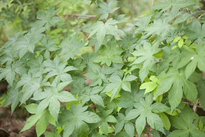  p>掌叶覆盆子(学名: i>rubus /i>  i>chingii /i> hu)是蔷薇科悬钩子