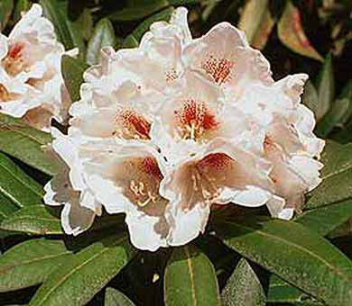  p>棕背杜鹃(学名: i>rhododendron alutaceum /i> balf. f. et w. w.
